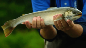 Alaska Arctic Char