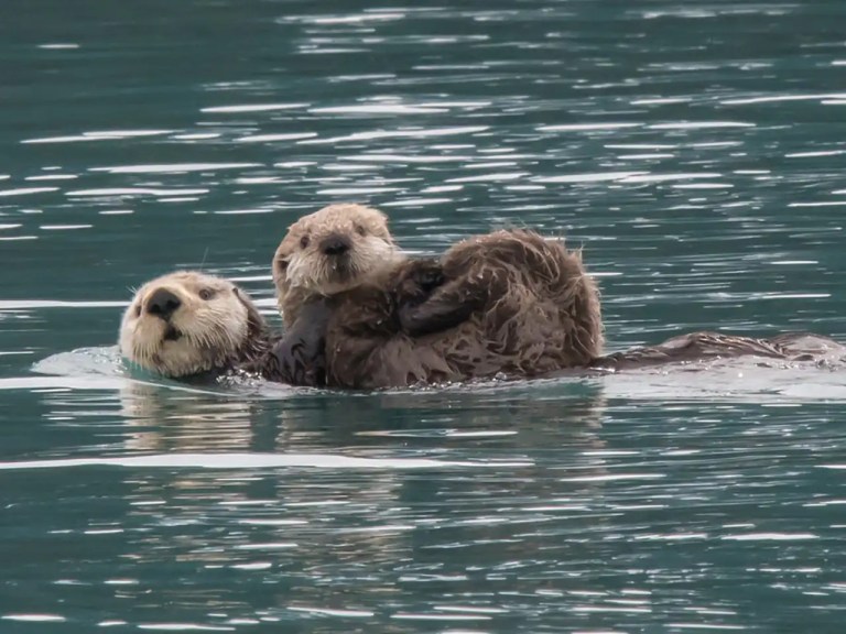 Starting In The Mid 1700's Otters Were Hunted Nearly To Extinction