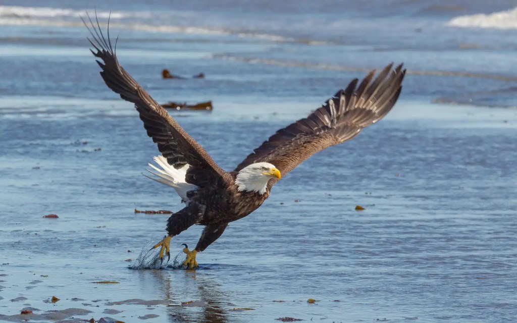Kenai River Bald Eagle