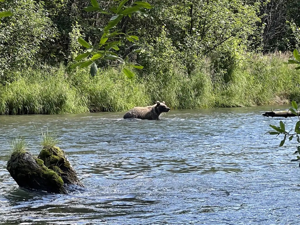 A brown bear is looking for salmon at Quartz Creek Alaska, a tributary of the Kenai River