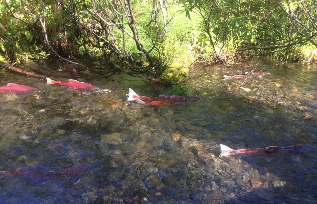 Aquatic Habitat Of The Kenai River