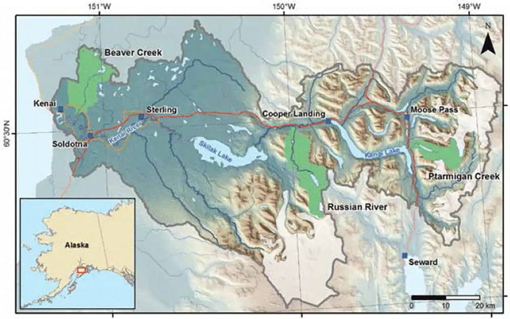 Everything in the shaded grey area is part of the expansive Kenai River watershed