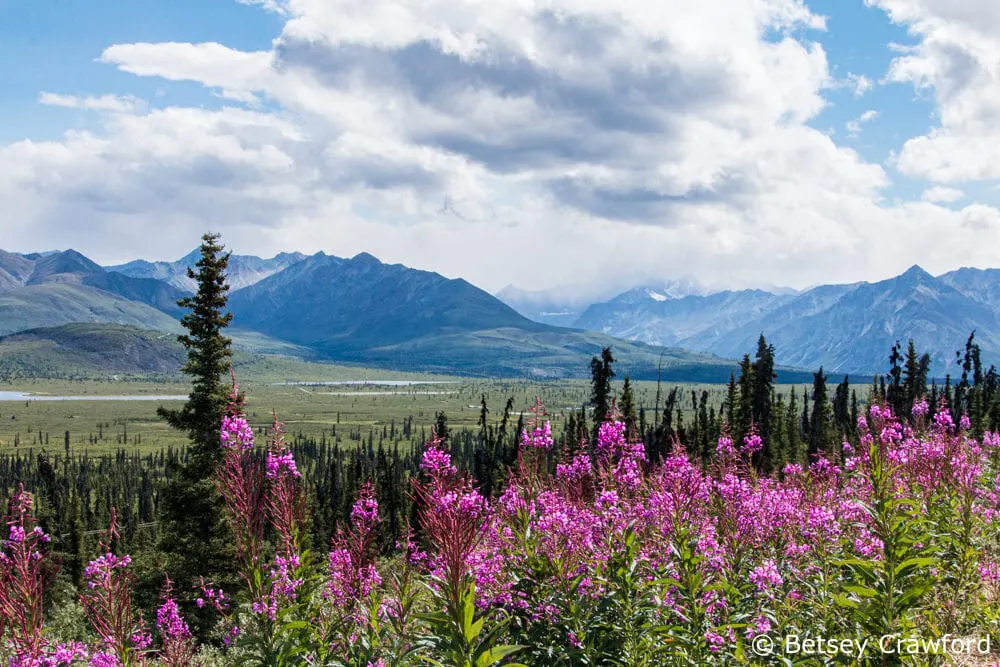 Alaska Fireweed As Seen Along The Kenai River