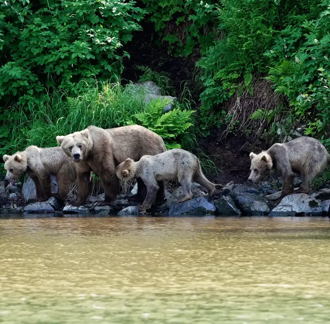 Kenai Peninsula Bear Viewing